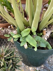 Phlebodium aureum