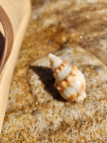 Buccinanops monilifer observed 2026-03-18