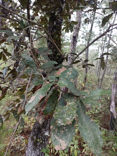 Quercus peduncularis