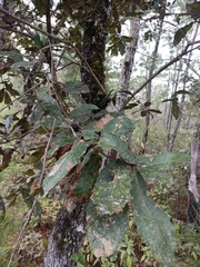 Quercus peduncularis, photograph (c) Juan Cruzado Cortés, some rights reserved (CC BY)
