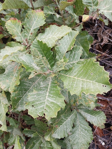 k’antulán (Quercus segoviensis)