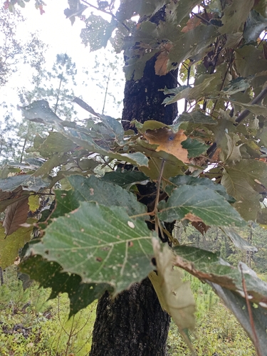 Quercus calophylla, photograph 6