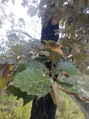 Quercus calophylla, photograph (c) Juan Cruzado Cortés, some rights reserved (CC BY)