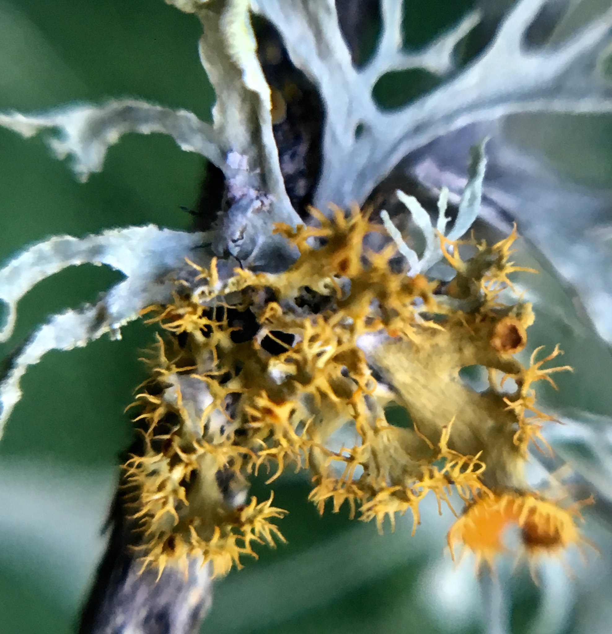 Teloschistes chrysophthalmus image