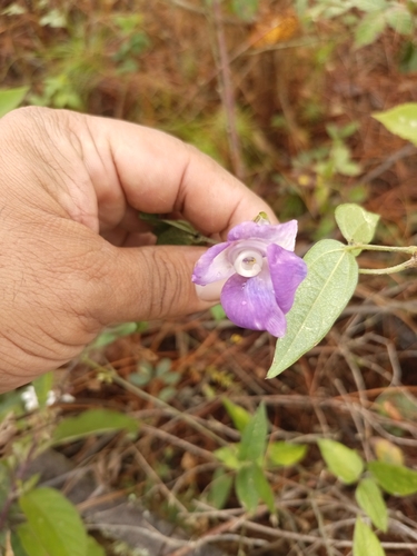 Sigmoidotropis speciosa, photograph 3