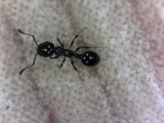 Temnothorax longispinosus