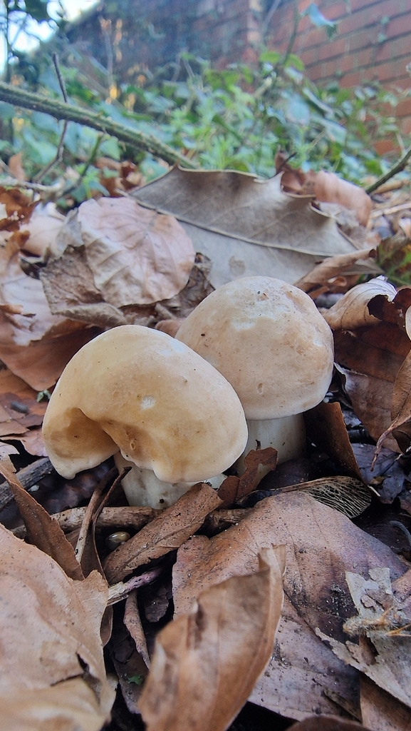 Calocybe gambosa · March 2026 · photo: © fungiary (iNaturalist, cc0)