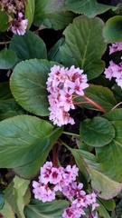Bergenia