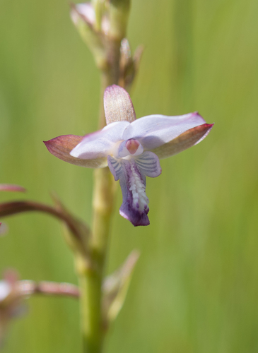 Capebell Harlequin (Eulophia zeyheriana)