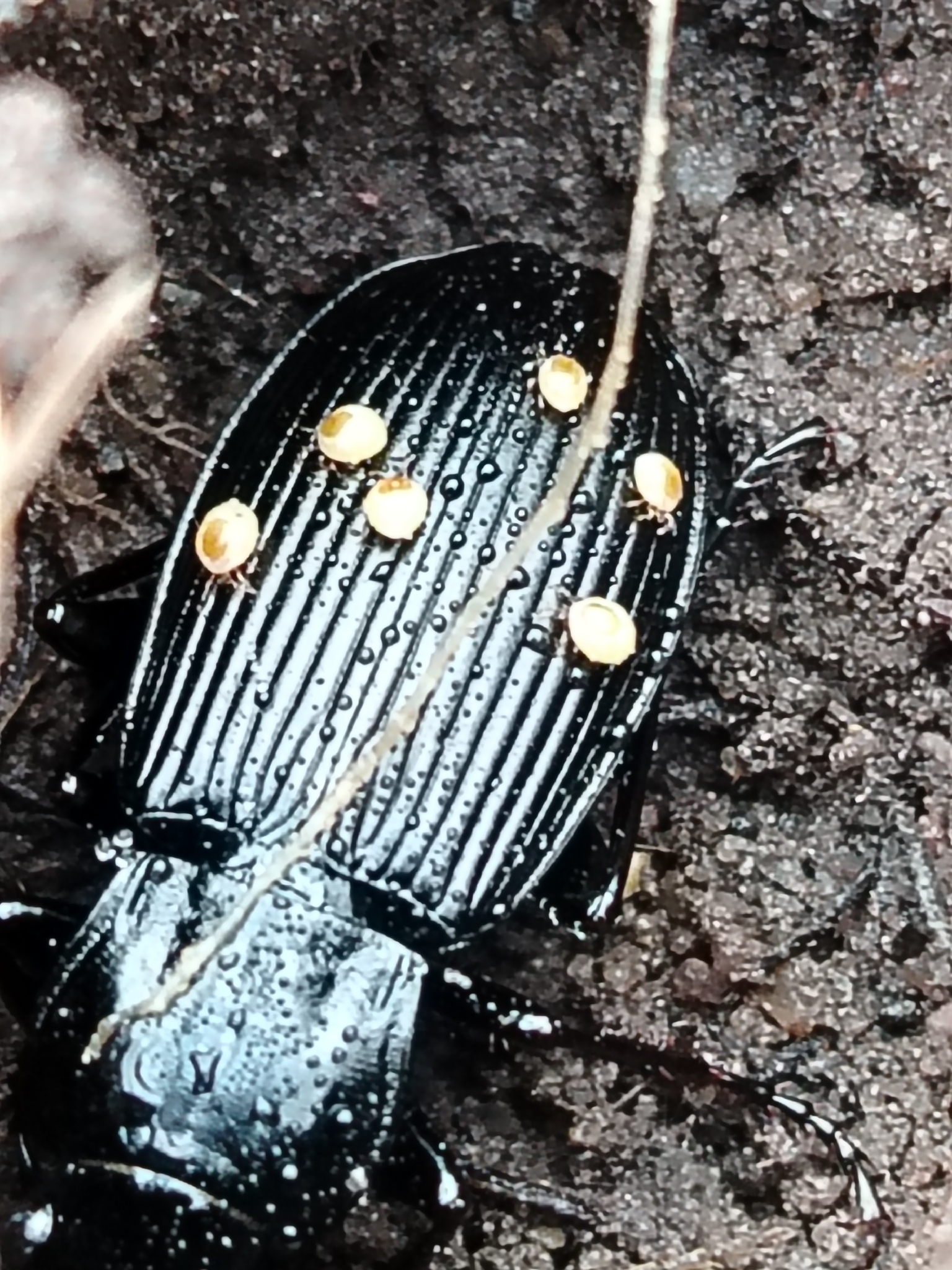 Stylochirus fimetarius (Müller, 1860)