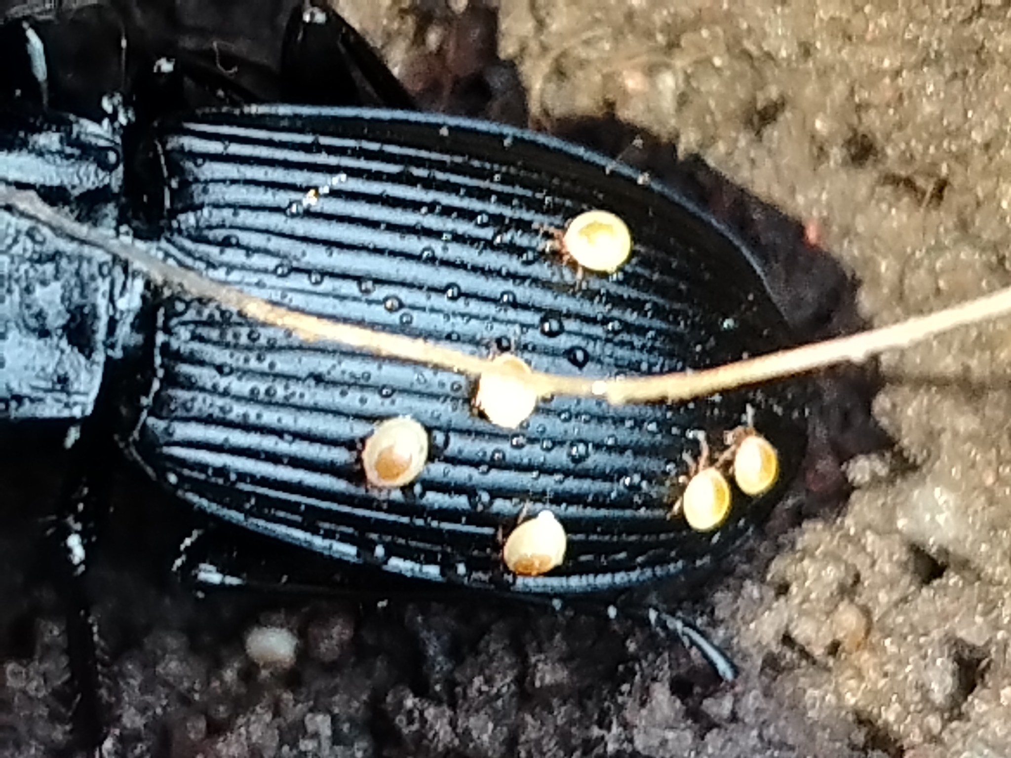 Stylochirus fimetarius (Müller, 1860)
