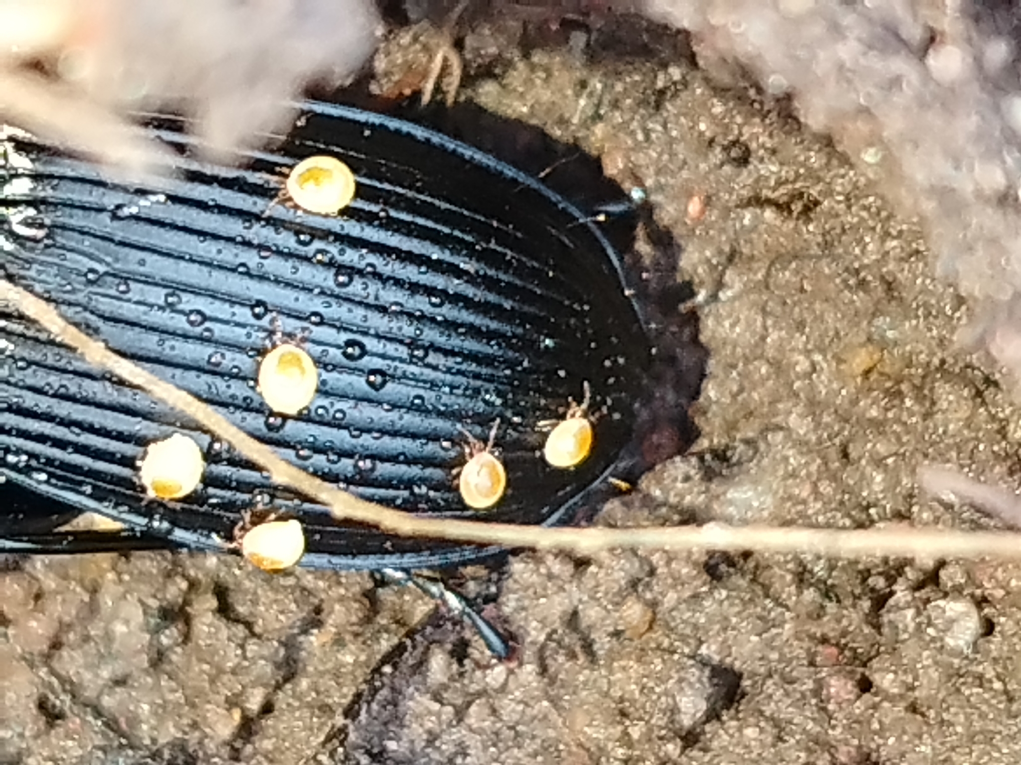 Stylochirus fimetarius (Müller, 1860)