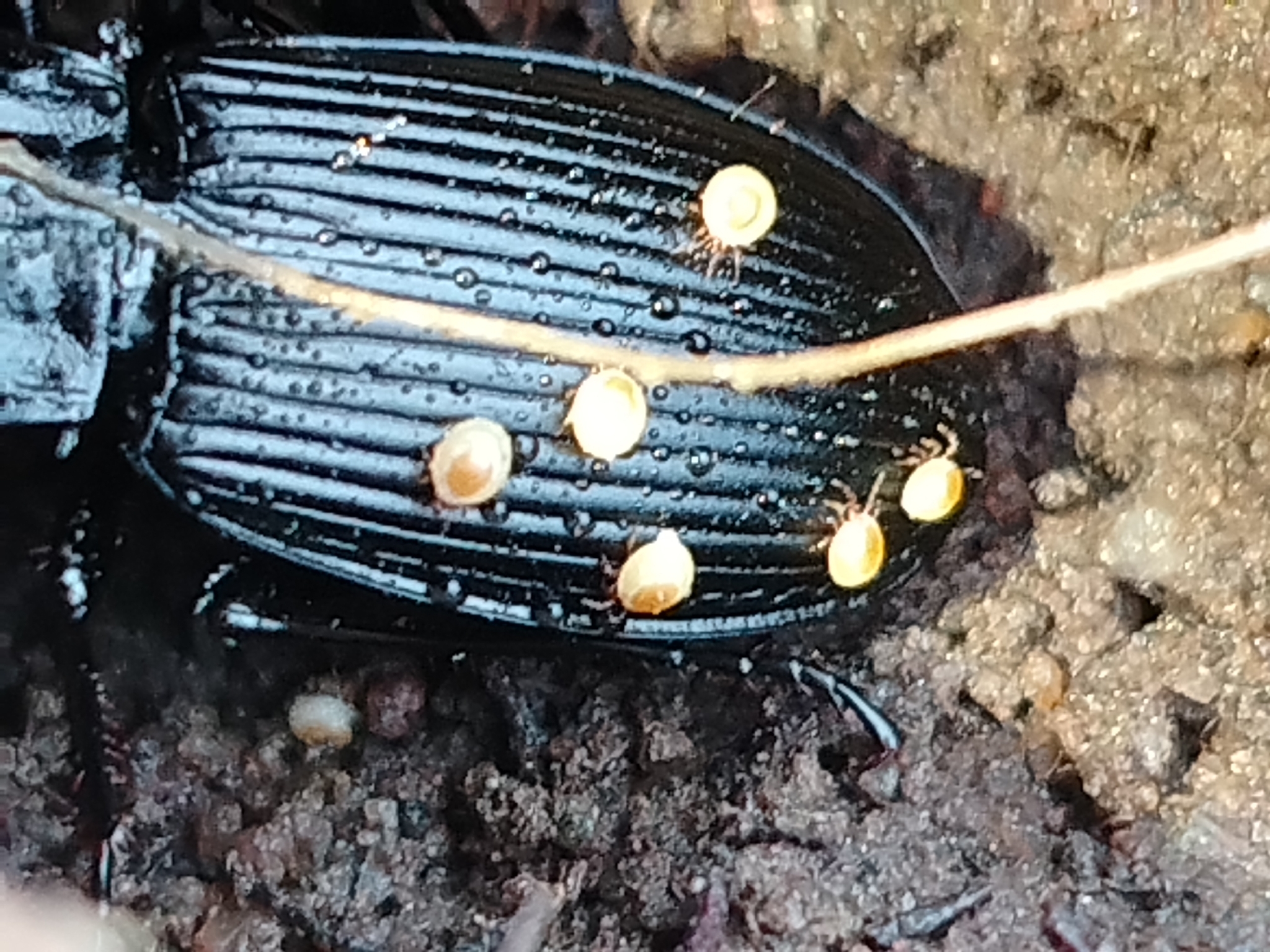 Stylochirus fimetarius (Müller, 1860)