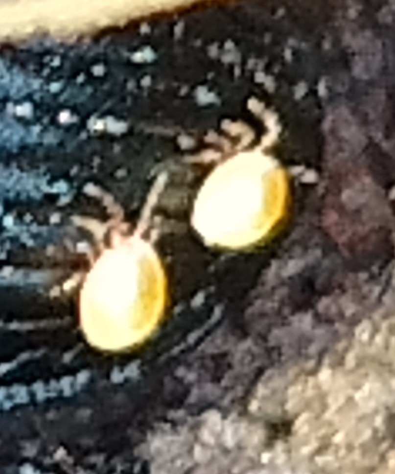 Stylochirus fimetarius (Müller, 1860)