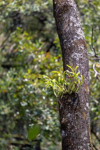 Prosthechea squalida, photograph 4