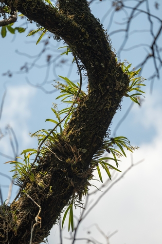 Prosthechea squalida, photograph 3
