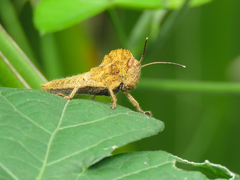Abisares viridipennis