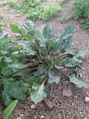 Emex spinosa iNat (3)