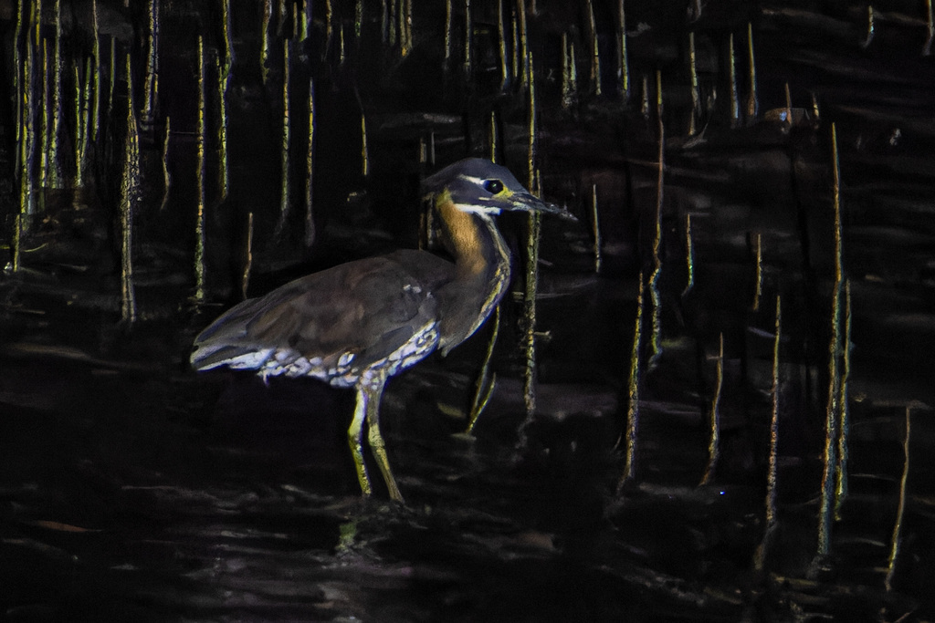 White-eared Night Heron
