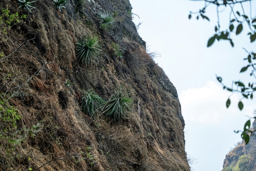 Agave dealbata