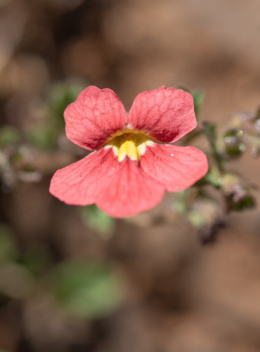 Shortflower Jaybee (Jamesbrittenia breviflora)