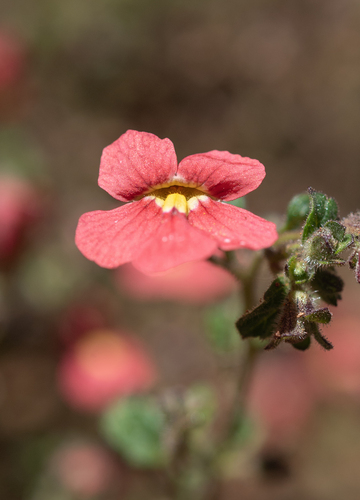 Jamesbrittenia breviflora, photograph 2