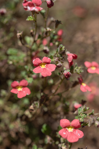 Jamesbrittenia breviflora, photograph 3