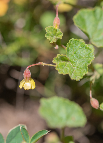 Malva Dollsrose (Hermannia malvifolia)