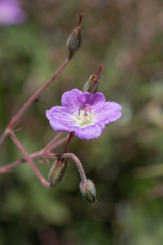Geranium pulchrum, photograph 4