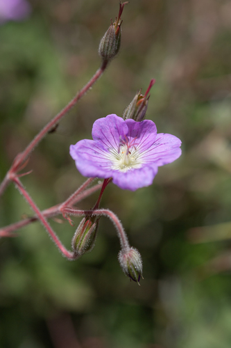 Geranium pulchrum, photograph 5