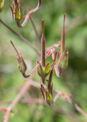 Geranium pulchrum, photograph 6
