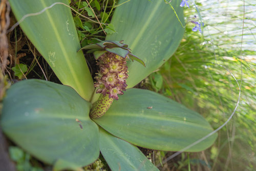Eucomis schijffii