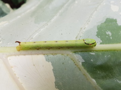 Eupanacra elegantulus