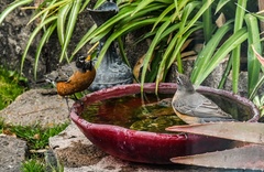 Turdus migratorius