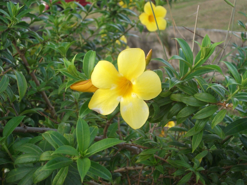 Allamanda cathartica