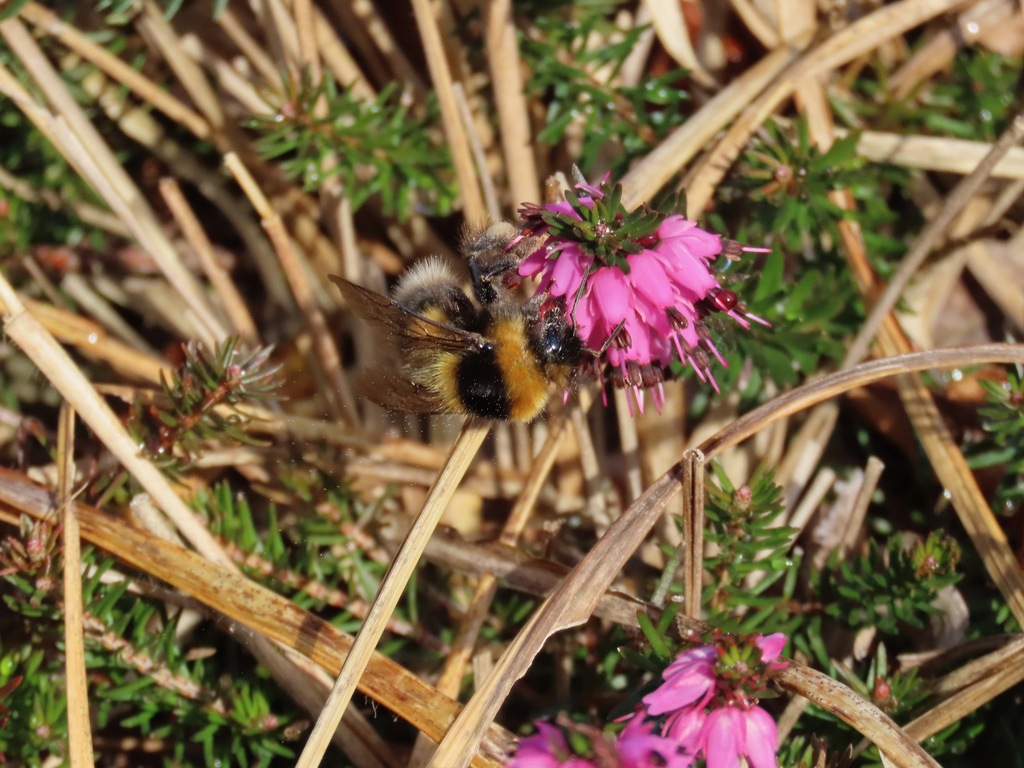Heath Bumblebee