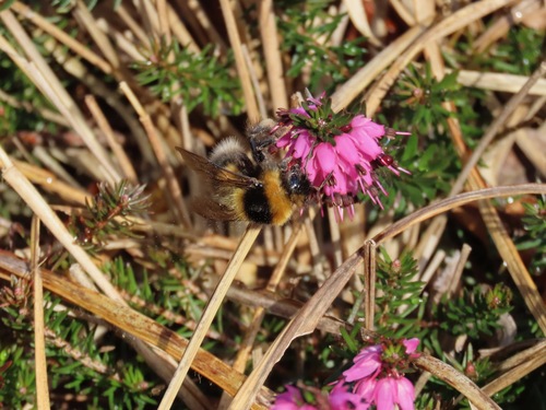 Heath Bumblebee