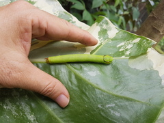 Eupanacra elegantulus