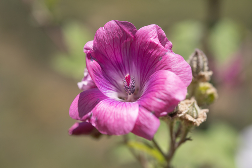 Anisodontea julii, photograph 6