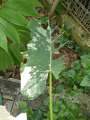 Eupanacra elegantulus