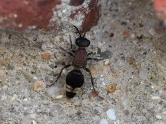 Mimecomutilla renominanda