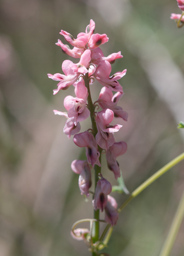 Cysticapnos pruinosa, photograph 1
