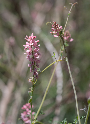 Cysticapnos pruinosa, photograph 2