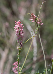 Cysticapnos pruinosa, photograph (c) Morten Ross, some rights reserved (CC BY)