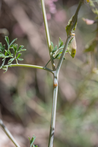 Cysticapnos pruinosa, photograph 3
