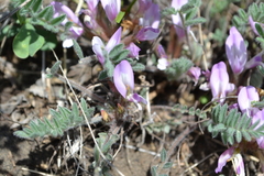 Astragalus testiculatus