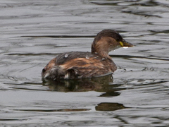Tachybaptus ruficollis