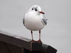 Chroicocephalus ridibundus