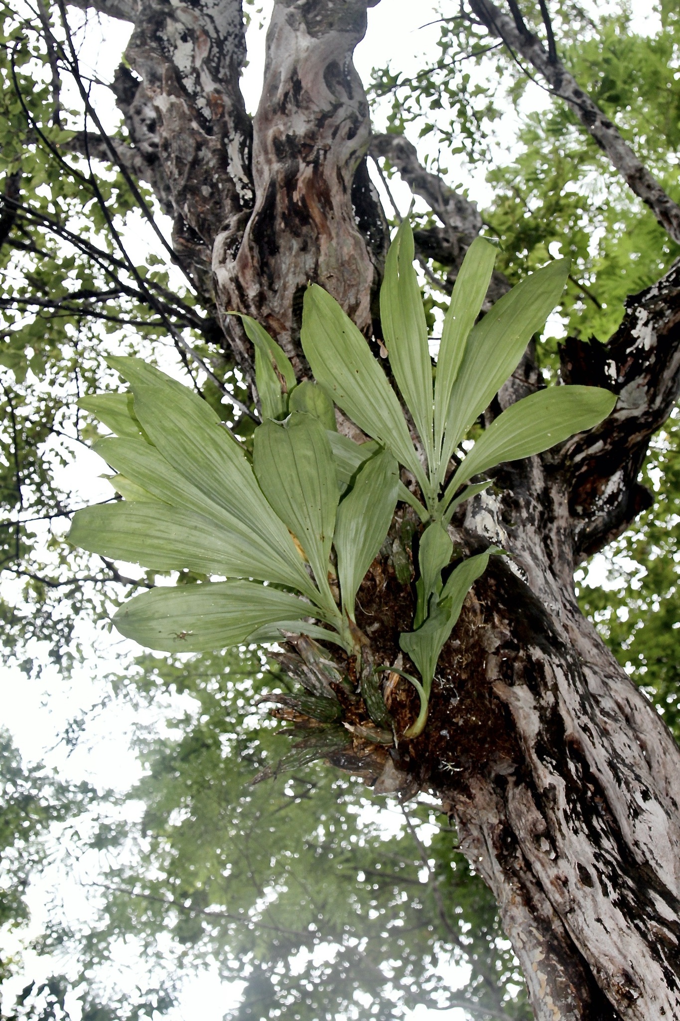 Intact Catasetum (Catasetum integerrimum)
