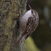 Short-toed Treecreeper - Photo (c) Ina Siebert, some rights reserved (CC BY-NC), uploaded by Ina Siebert